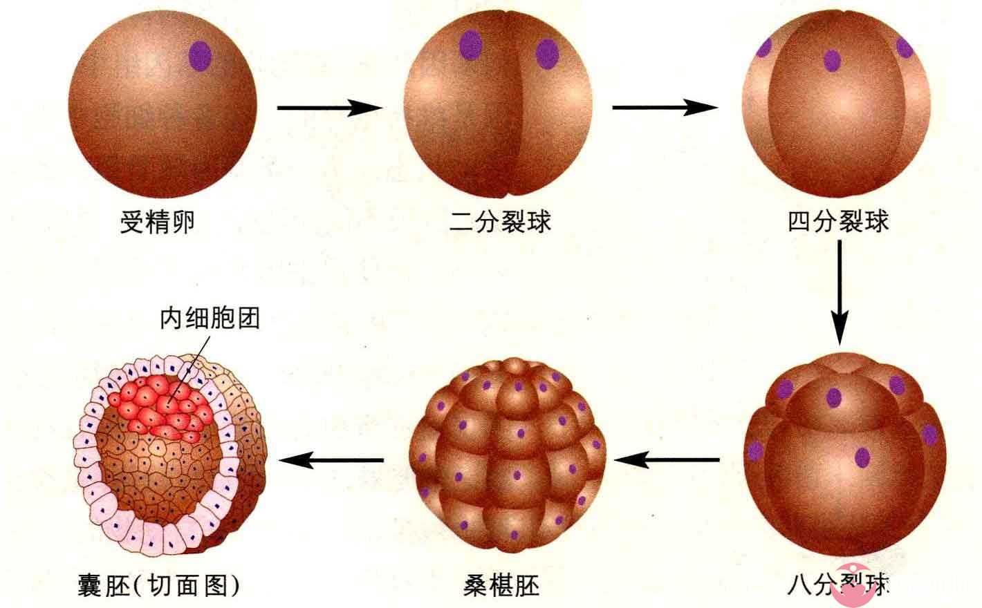 公立生殖中心还是私立机构？18项对比助你决策